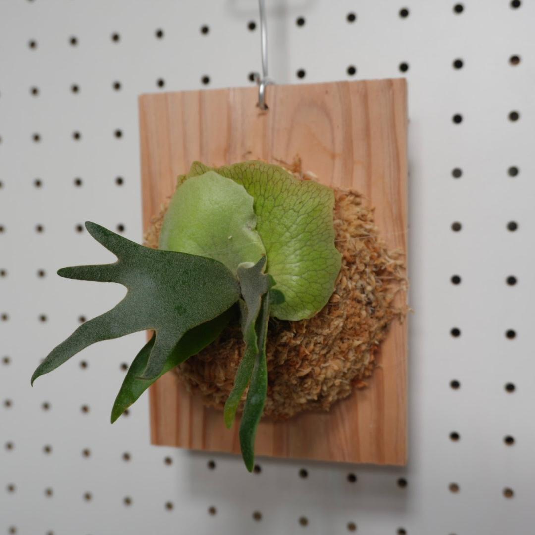 ビカクシダ willinckii nano ウィリンキー ドワーフ 板付