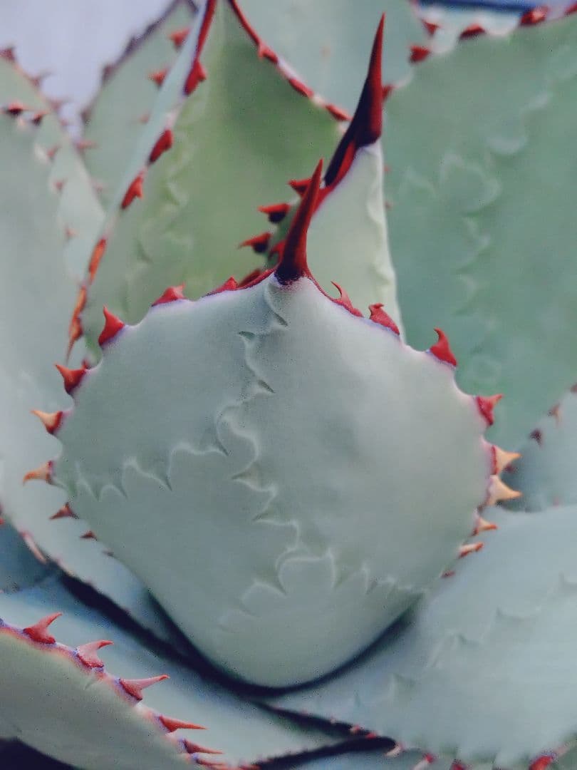 アガベ　パリー　ハイブリッド　ホーチエンシス　オバティフォリア　希少　子株