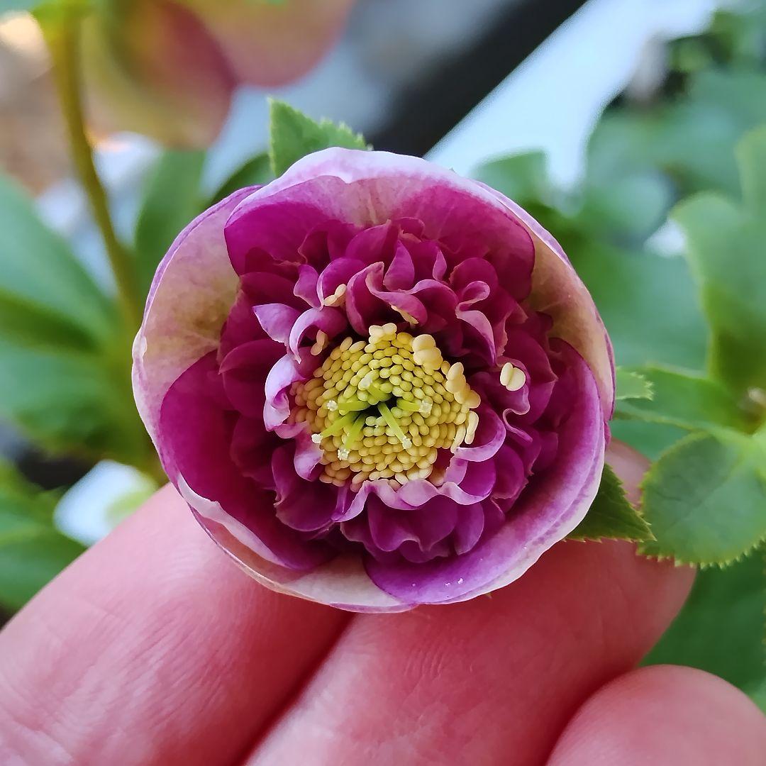 クリスマスローズ開花株　sdグリーンゴールド大和園　sd多弁アンティーク他交配済