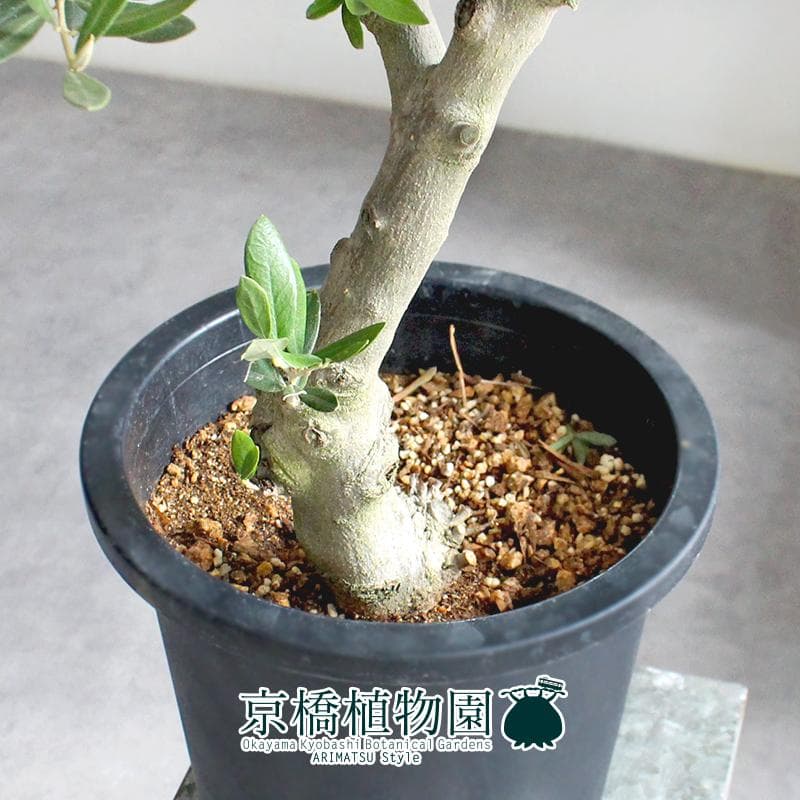 【現品】オリーブ　7号　黒鉢（2）ピクアル＜S-2＞