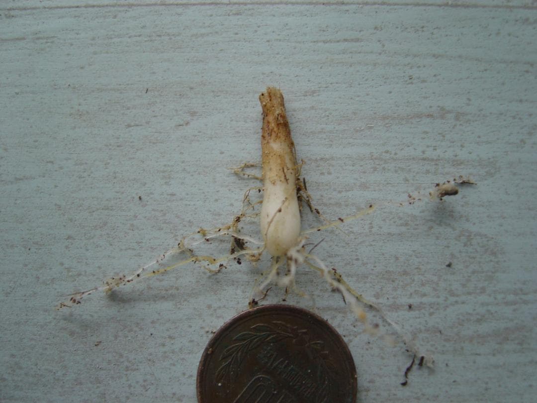 (*)様 ５９山野草　カタクリソウ白花系１球