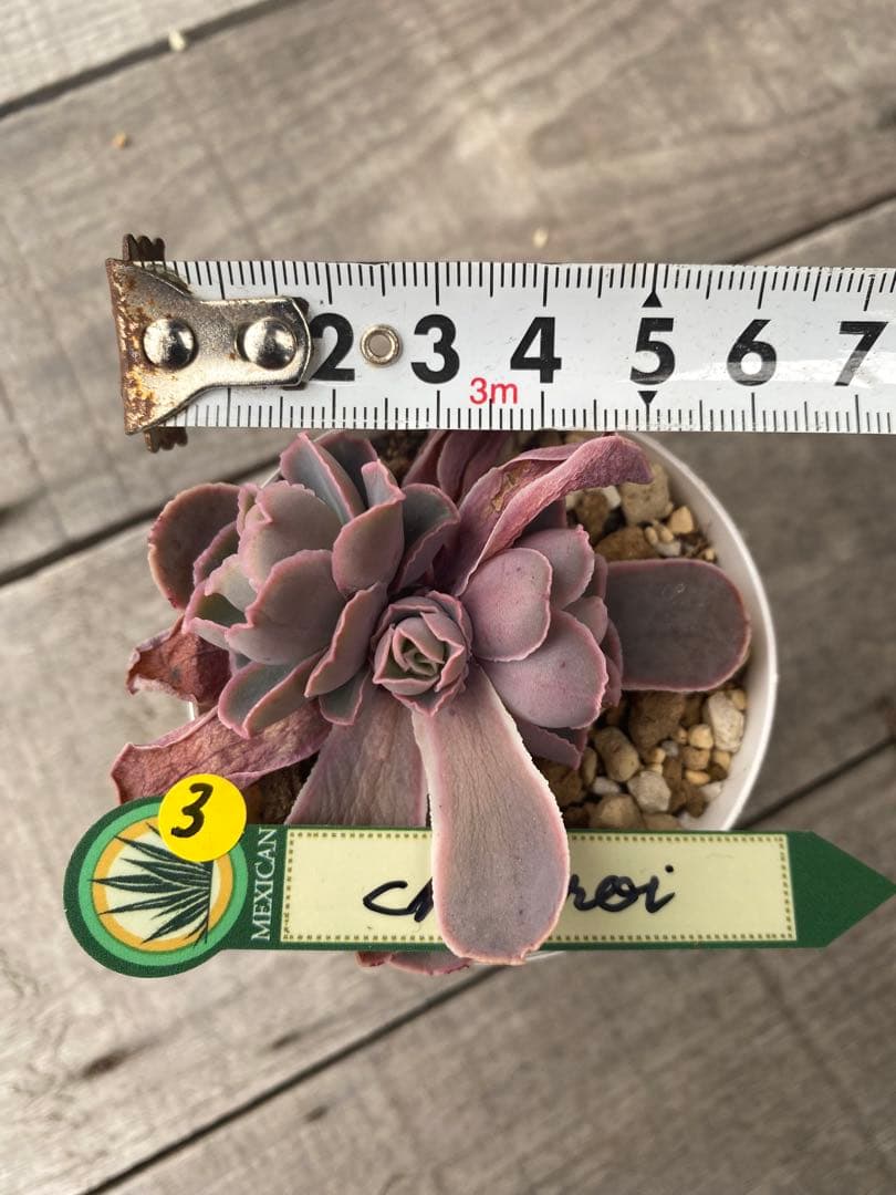 3 三頭　原種　チャザロイ　Chazaroi エケベリア 紫色