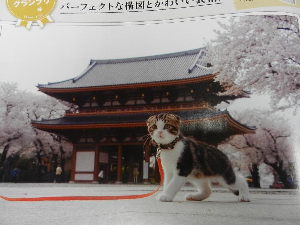 2013.5.15№1855【an・an】＜三浦春馬さん+コムギ＞コニャンコ・他