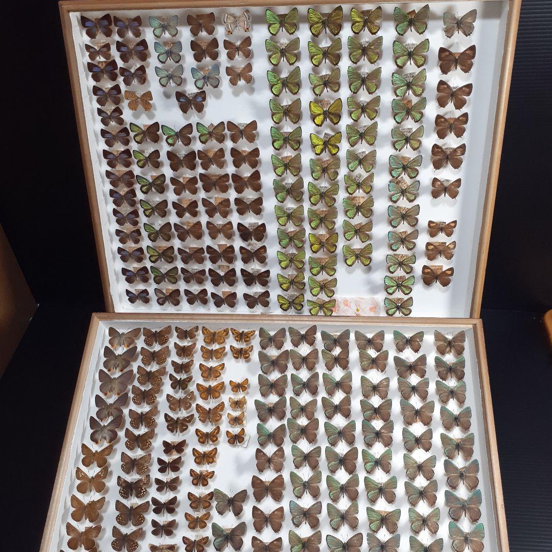 蝶標本　ゼフィルス及びセセリチョウ科22種。大型ドイツ標本箱二箱入りセット