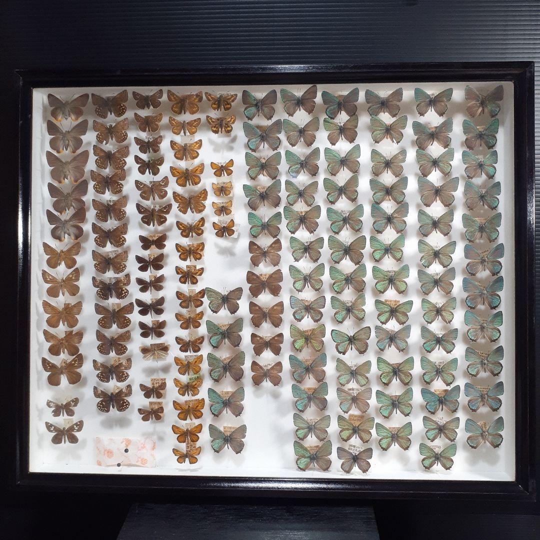蝶標本　ゼフィルス及びセセリチョウ科22種。大型ドイツ標本箱二箱入りセット