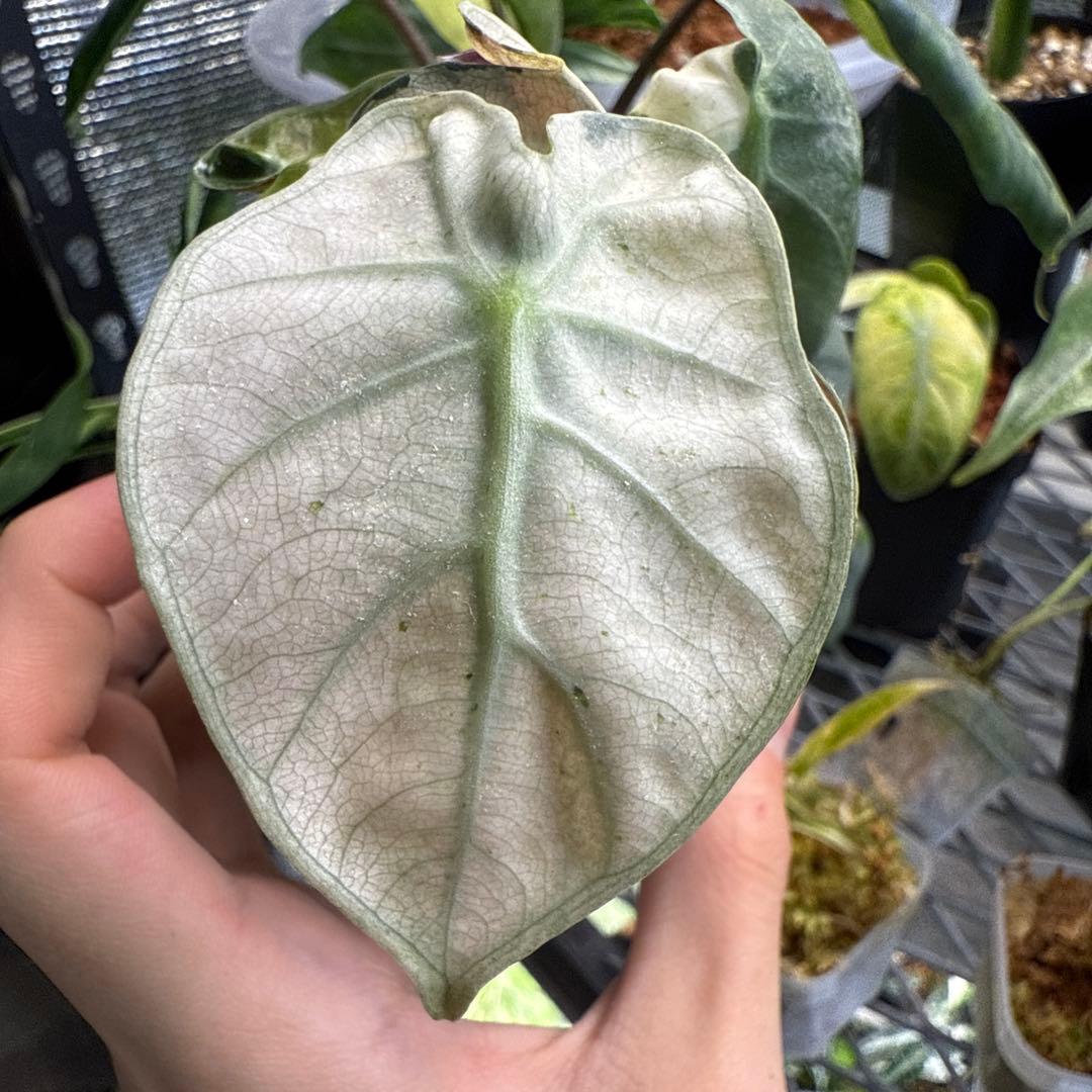 希少 アロカシア ハートバルーン ピンク 中株