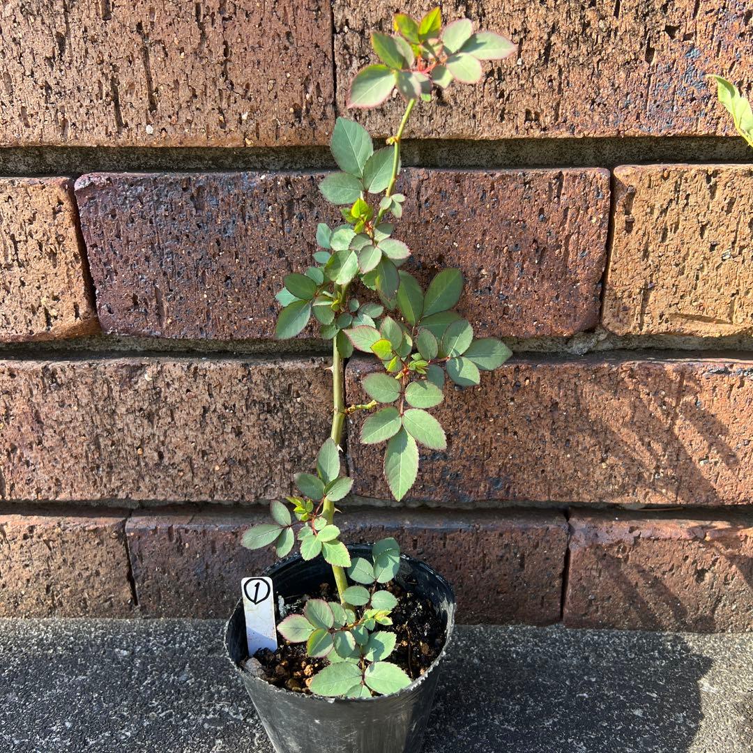 ローラダボー　フランス挿木2年生苗