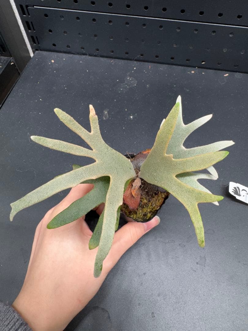 C*7様 【平凡之鹿】YMDS Totoro HHRナーセリータグ付け #240