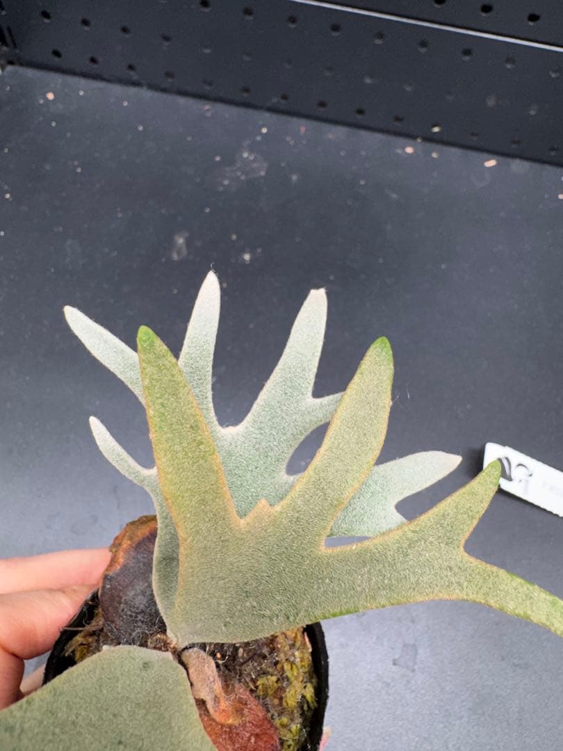 C*7様 【平凡之鹿】YMDS Totoro HHRナーセリータグ付け #240