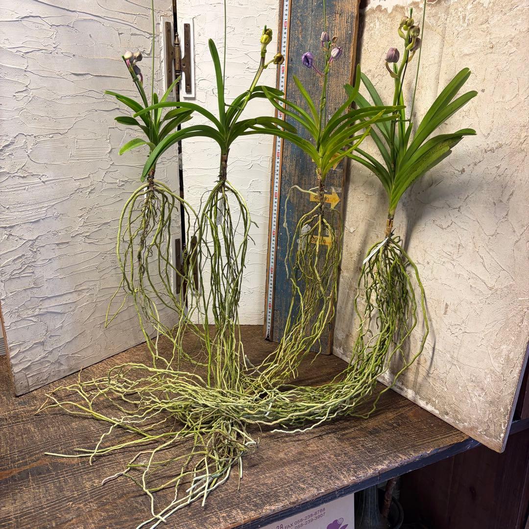 【特選】　洋蘭　バンダ　4種4株 サンチャイゴールドスポット