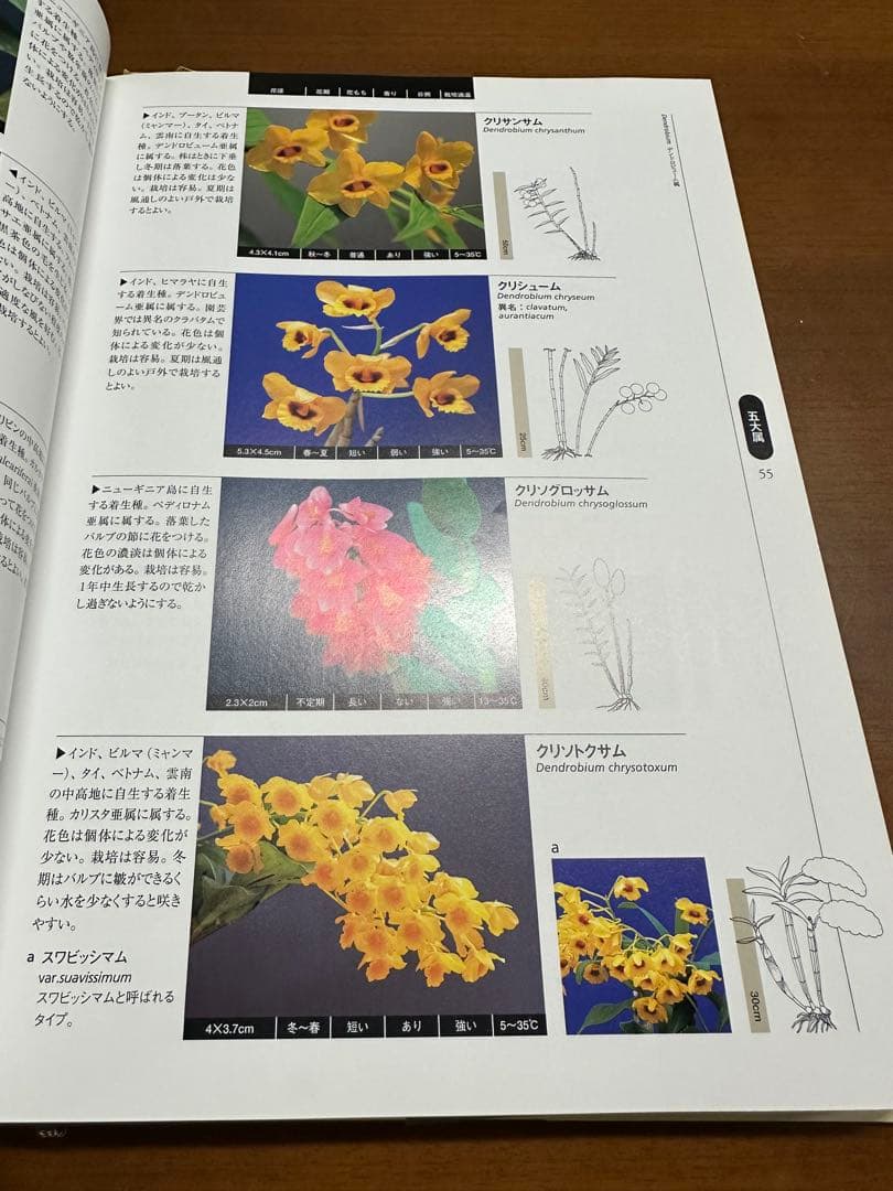 原種洋蘭大図鑑 白石茂 285属1198種収録