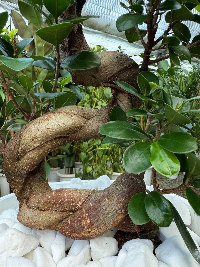 【特級品】ガジュマル 曲がり 昇り龍 盆栽仕立て 葉付き多め 8号鉢 専用皿付き