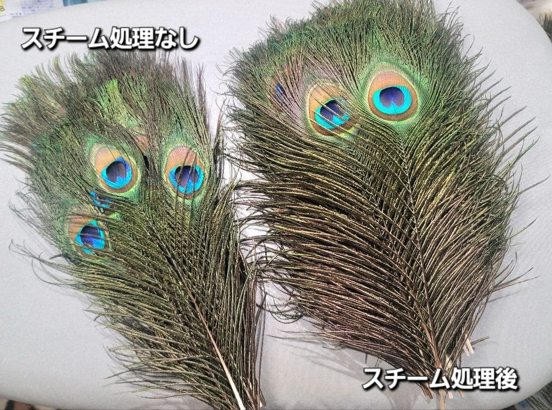 コエポン　ピーコックアイ100本