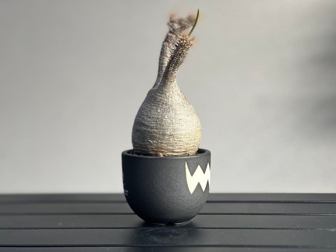 【tomi様】【休眠中】パキポディウム・グラキリス 現地球 VALIEM⑧