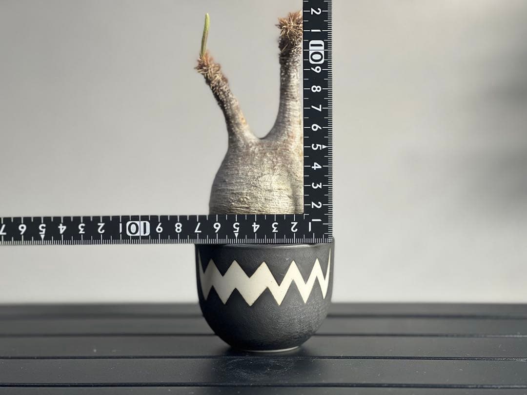 【tomi様】【休眠中】パキポディウム・グラキリス 現地球 VALIEM⑧