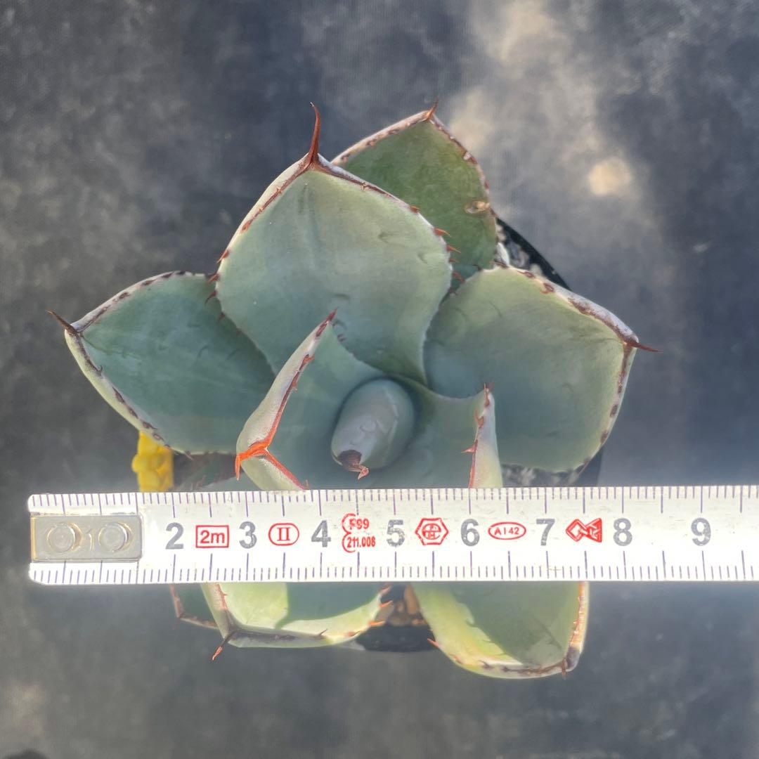 速達 アガベ トランカータ錦 トリカラー 斑入り 墨斑 淡斑