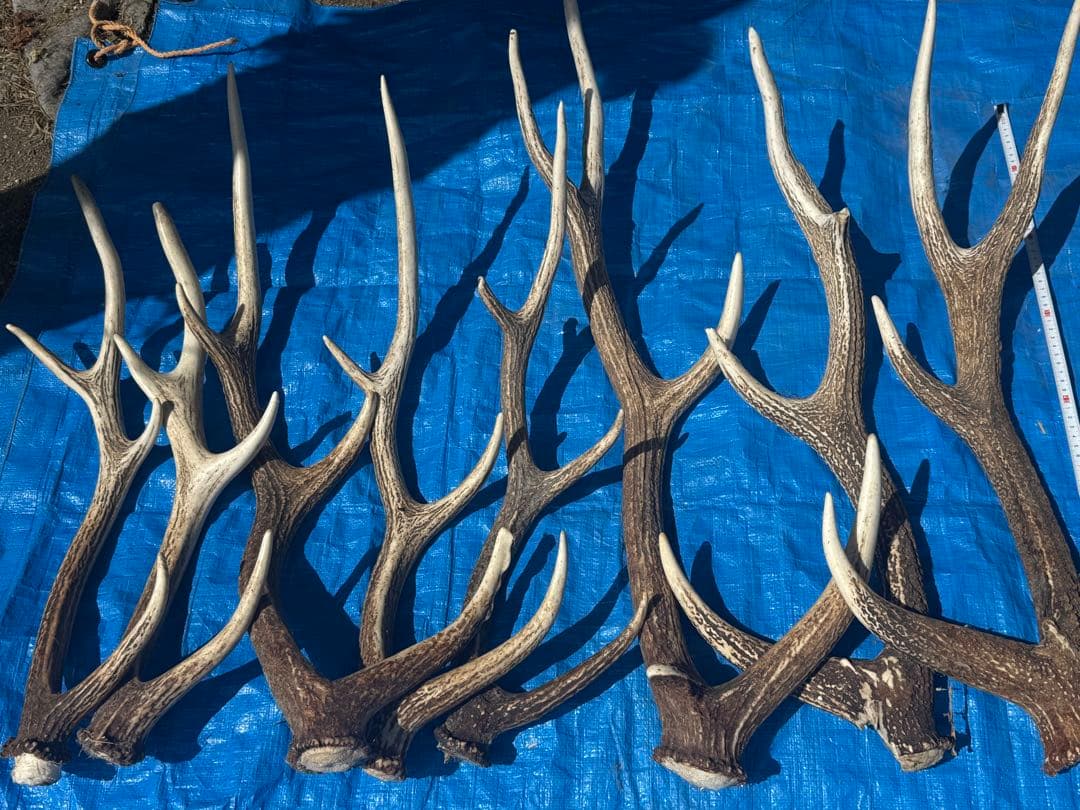鹿の角 15本セット