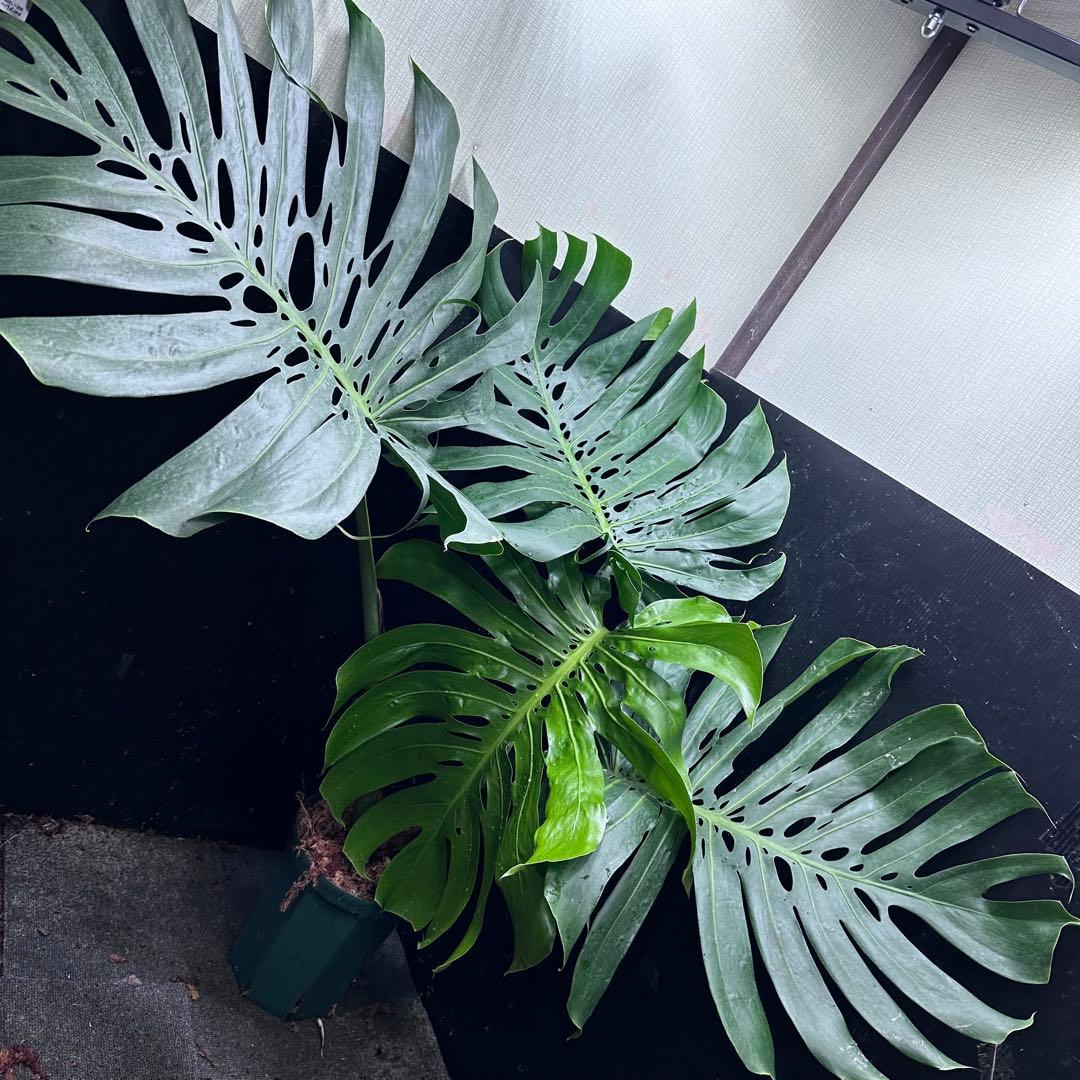 ***様 モンステラデリシオーサマクロコズム超希少系統鉢植え97㎝