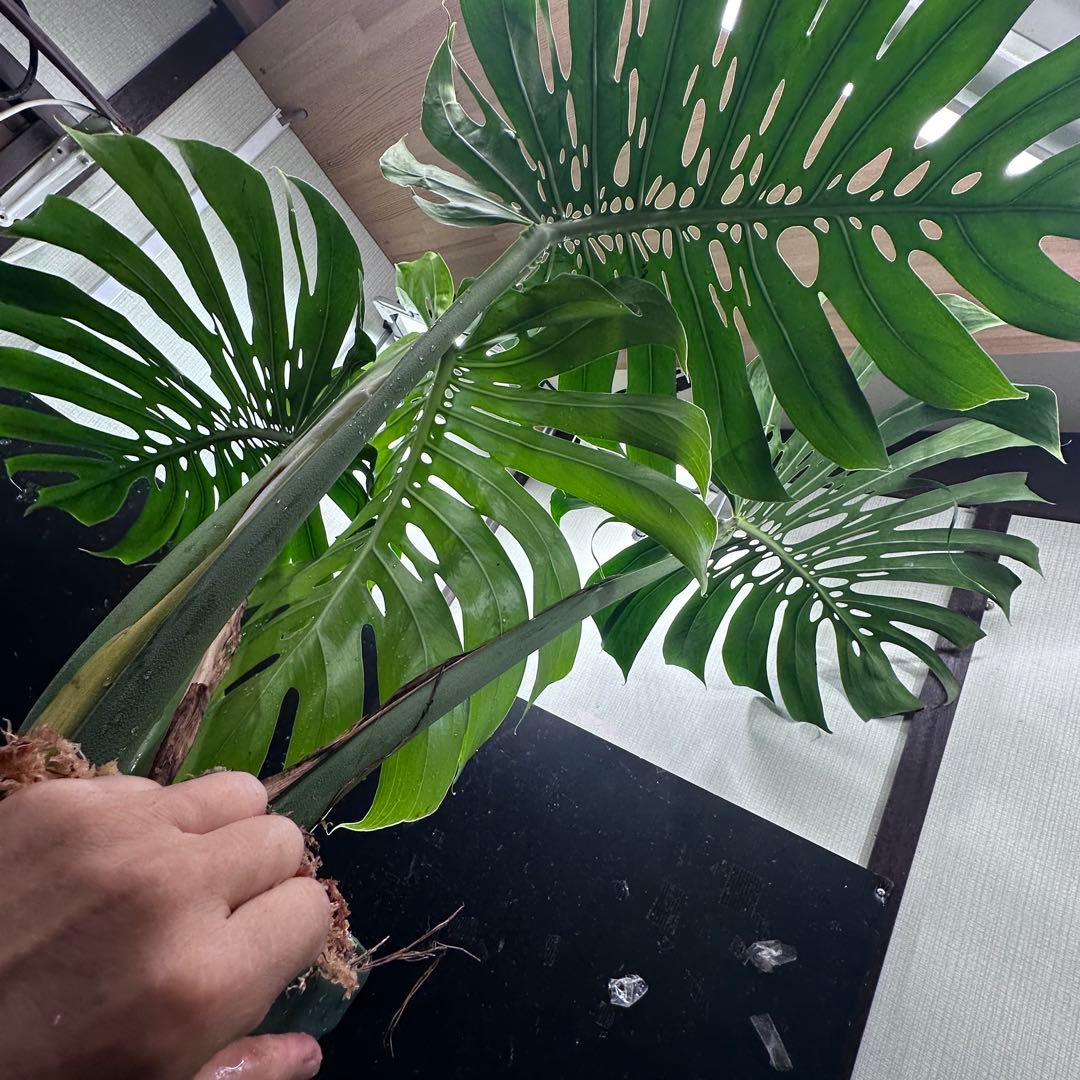 ***様 モンステラデリシオーサマクロコズム超希少系統鉢植え97㎝