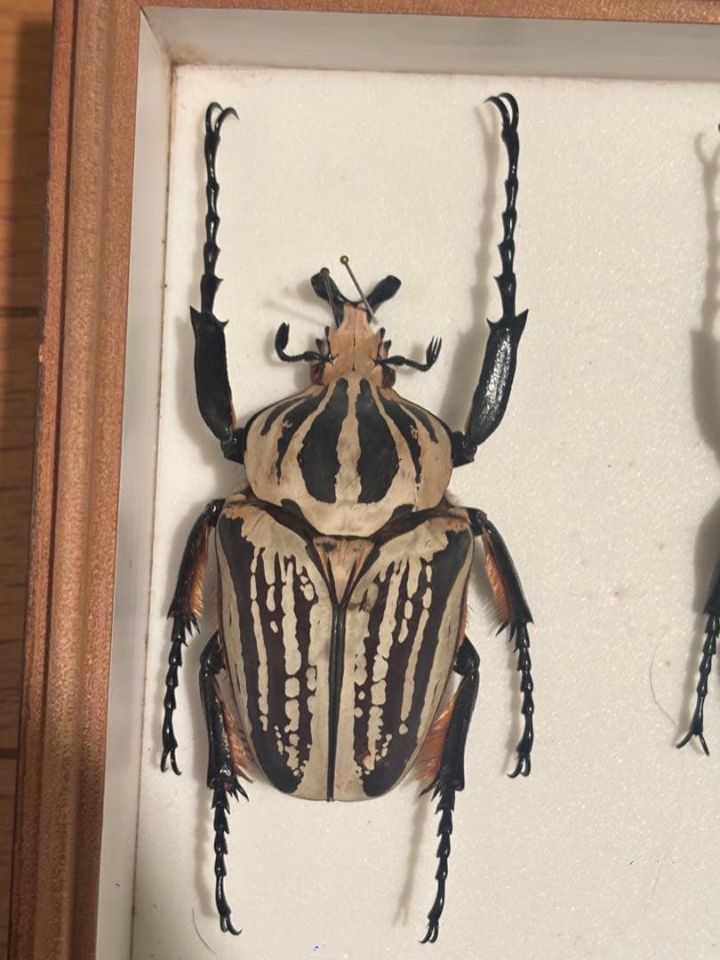 みゆみゆ様ご確認用