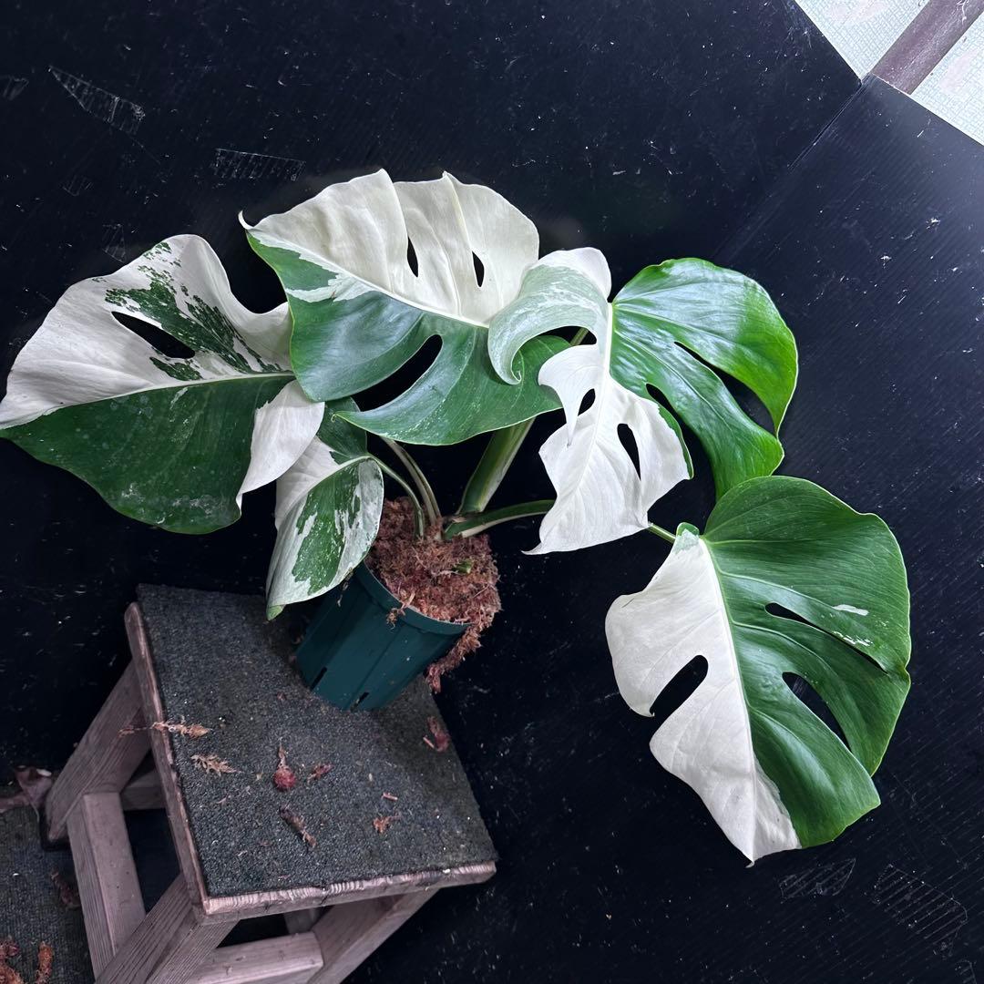 c*n様 モンステラ斑入りハーフムーンホワイトタイガー極美斑入り　　 47cm