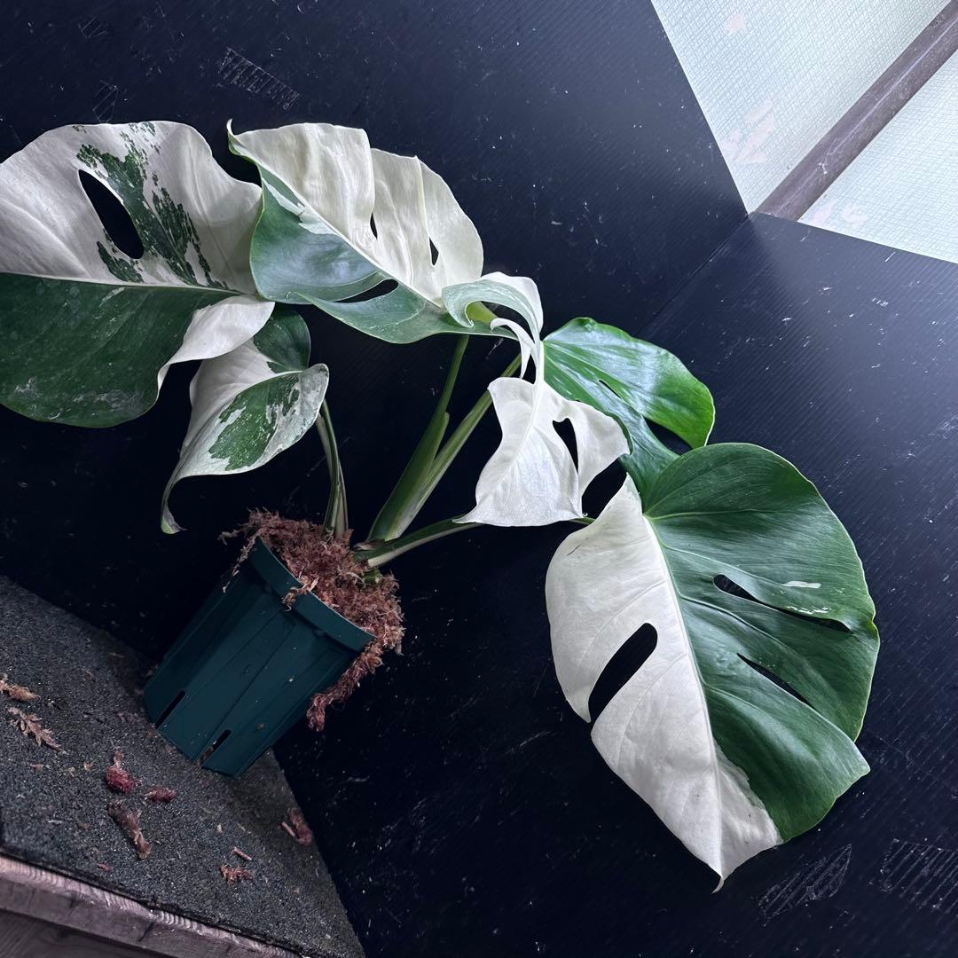 c*n様 モンステラ斑入りハーフムーンホワイトタイガー極美斑入り　　 47cm