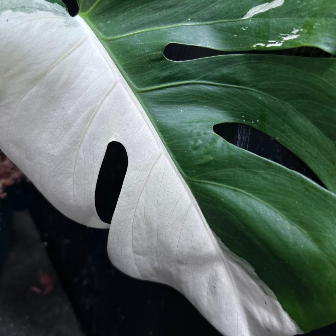 c*n様 モンステラ斑入りハーフムーンホワイトタイガー極美斑入り　　 47cm