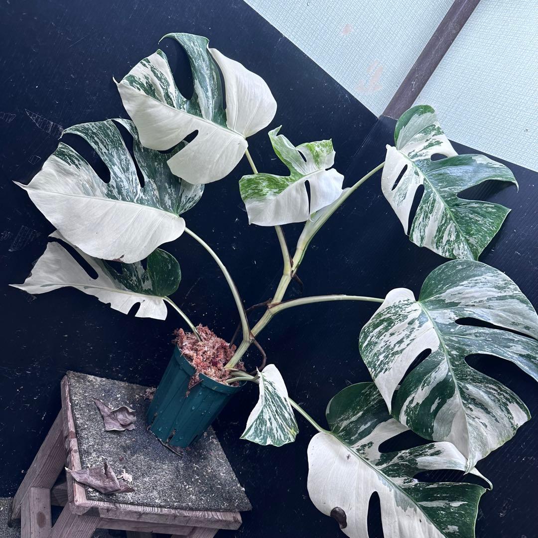 ウ*サ様 斑入りモンステラ ホワイトタイガー極美大株61cm白斑多