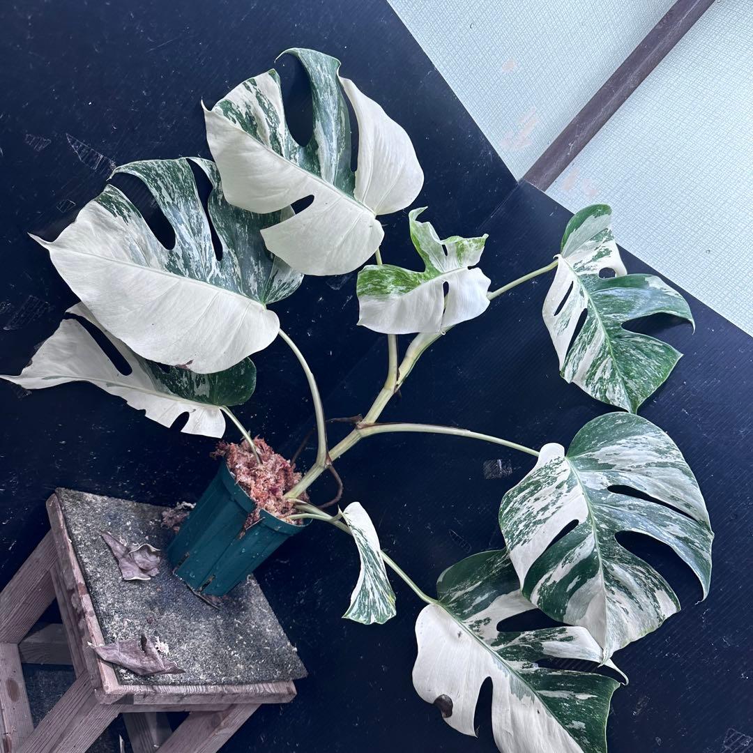 ウ*サ様 斑入りモンステラ ホワイトタイガー極美大株61cm白斑多