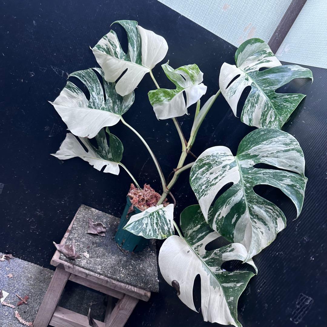 ウ*サ様 斑入りモンステラ ホワイトタイガー極美大株61cm白斑多