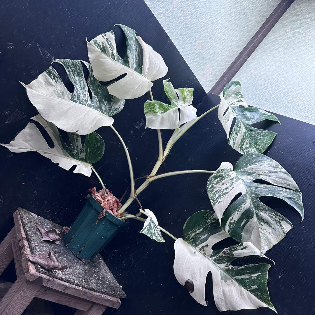 ウ*サ様 斑入りモンステラ ホワイトタイガー極美大株61cm白斑多