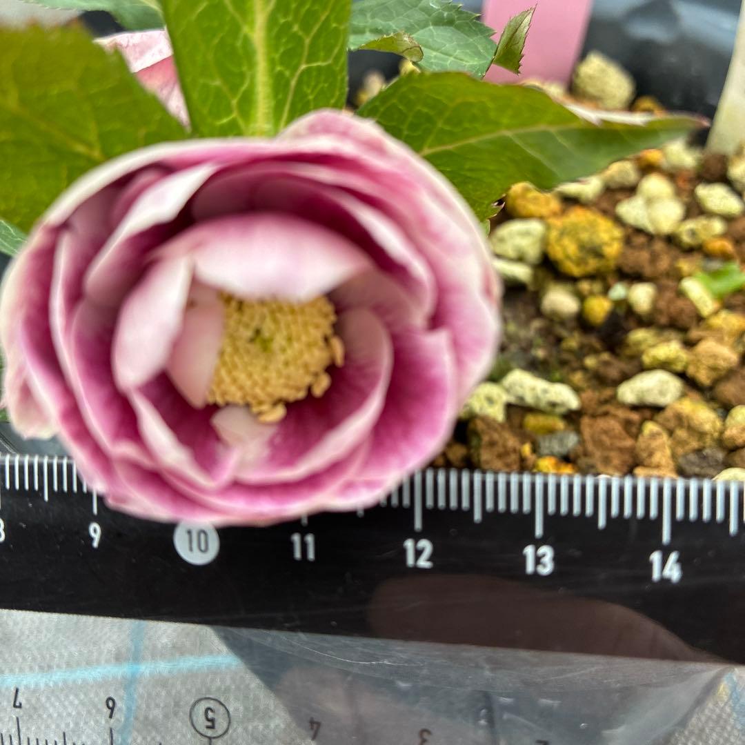 クリスマスローズ　プリマヴェーラ　６寸 加藤農園