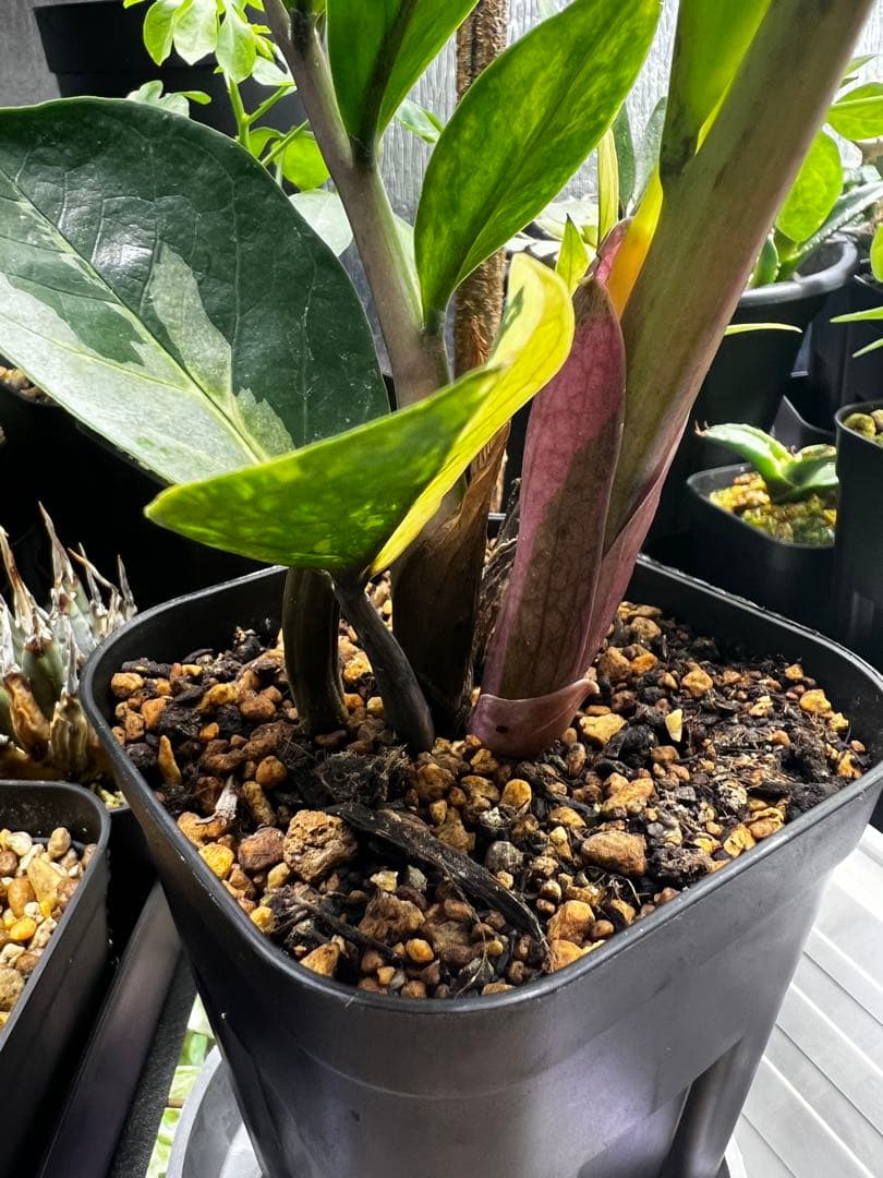 【斑入り】ザミオクルカス・ザミフォーリア