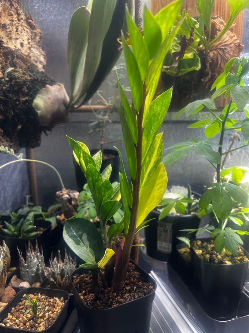 【斑入り】ザミオクルカス・ザミフォーリア