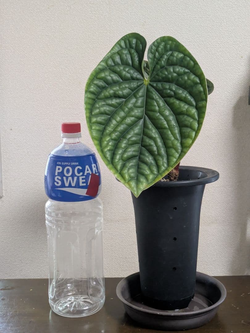アンスリウム　ルクスリアンス　Anthurium luxurians