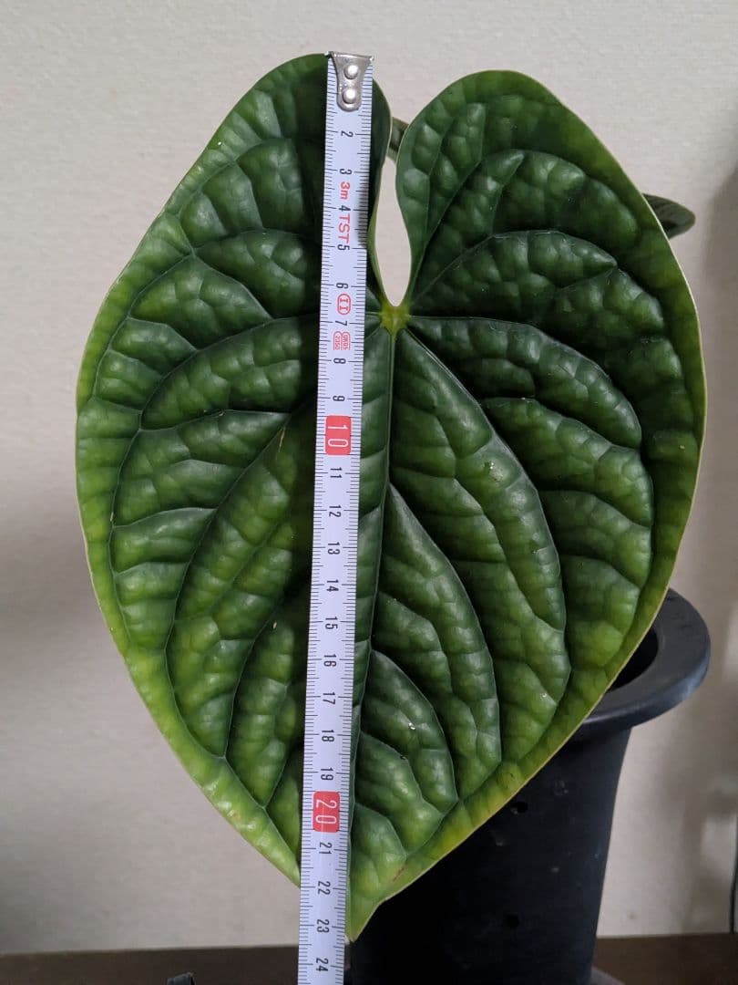 アンスリウム　ルクスリアンス　Anthurium luxurians