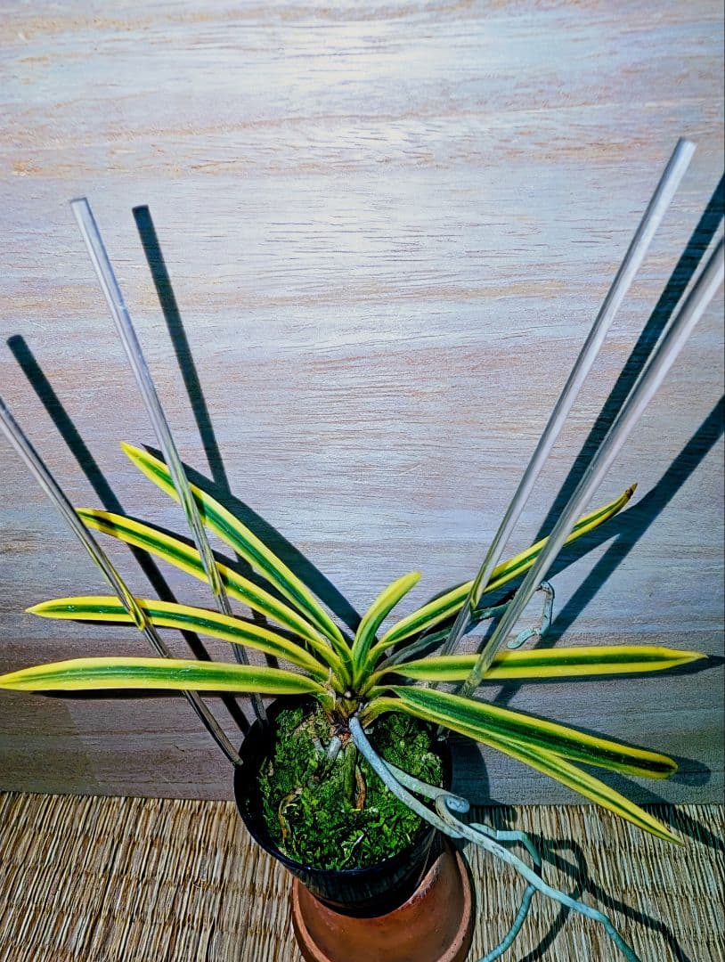 富貴蘭　黄玉殿（無肥料無加温自然作り品）