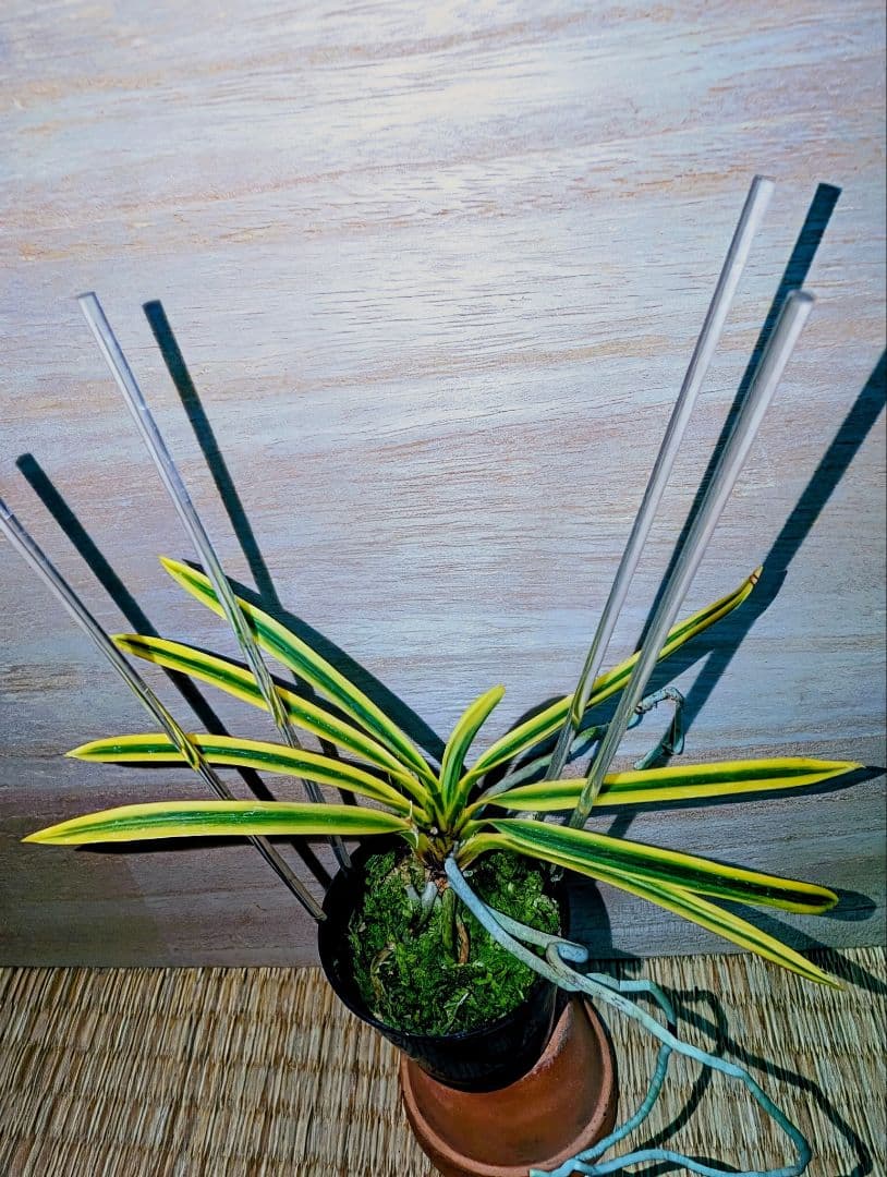 富貴蘭　黄玉殿（無肥料無加温自然作り品）