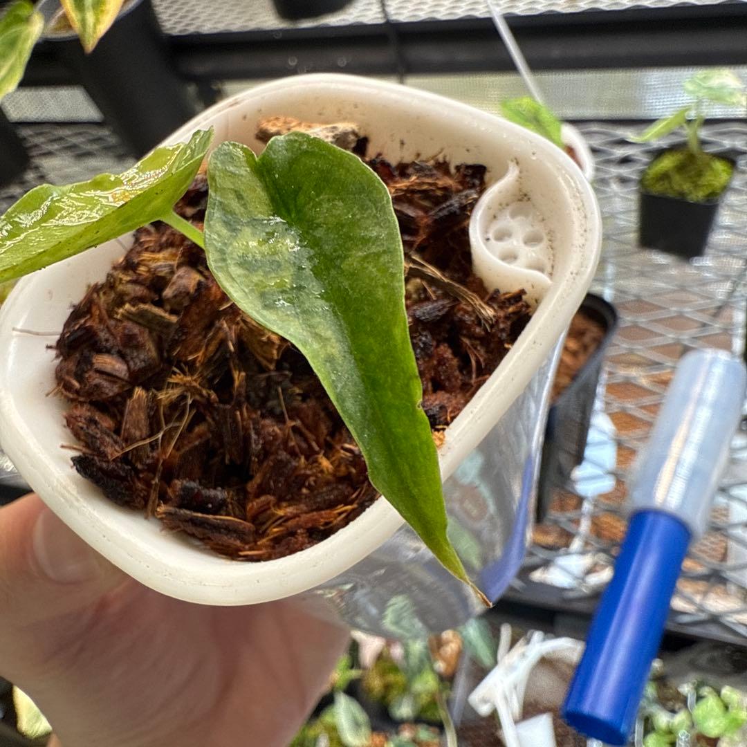 希少 アロカシア ドラゴンブレス 斑入り