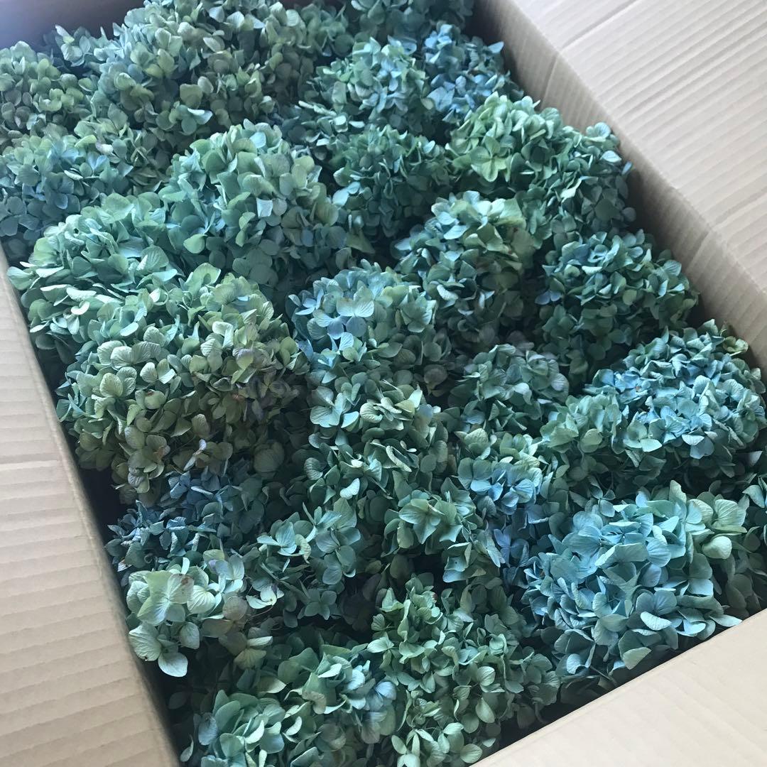 紫陽花ドライフラワー D10 120サイズ 北海道産 タイムセール