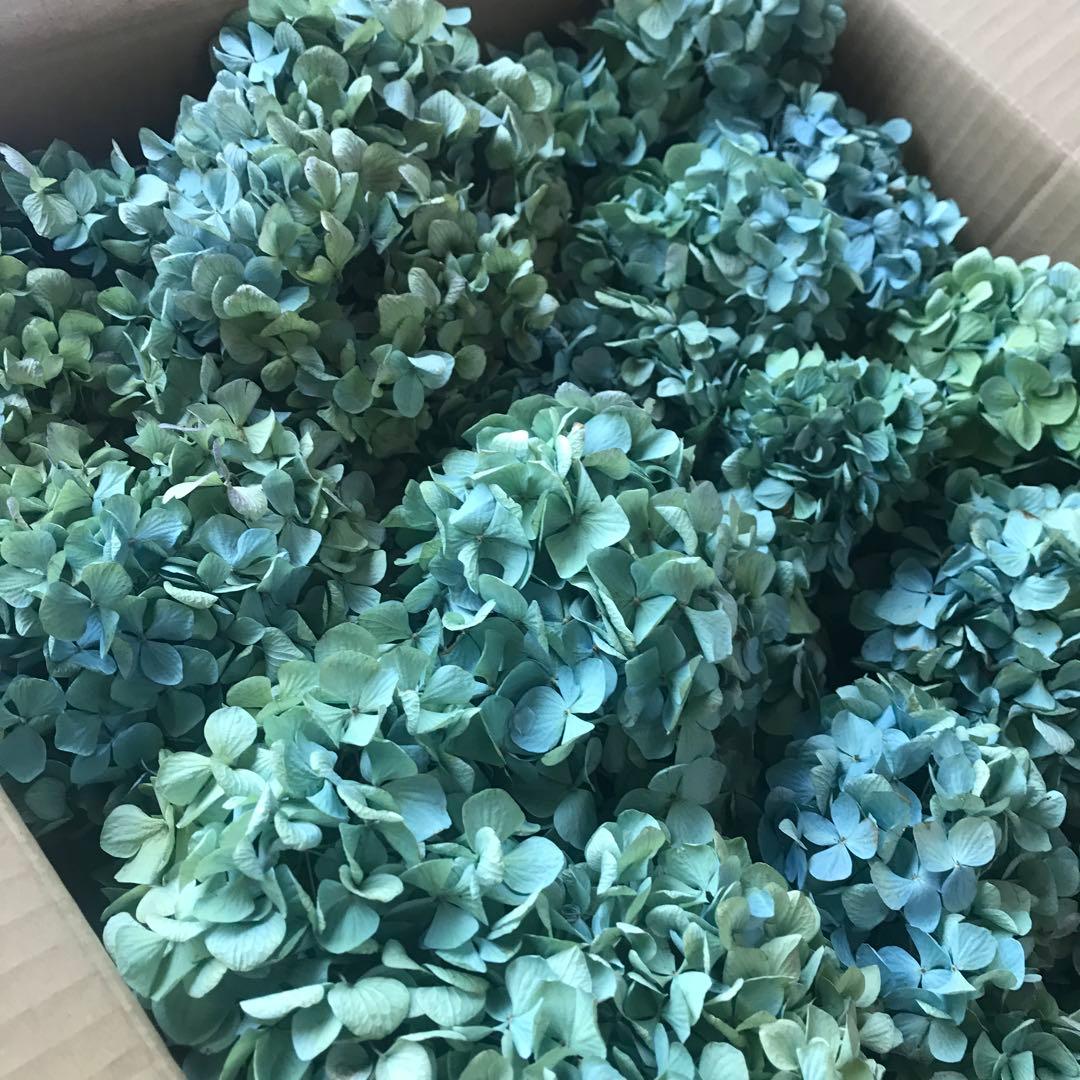 紫陽花ドライフラワー D10 120サイズ 北海道産 タイムセール