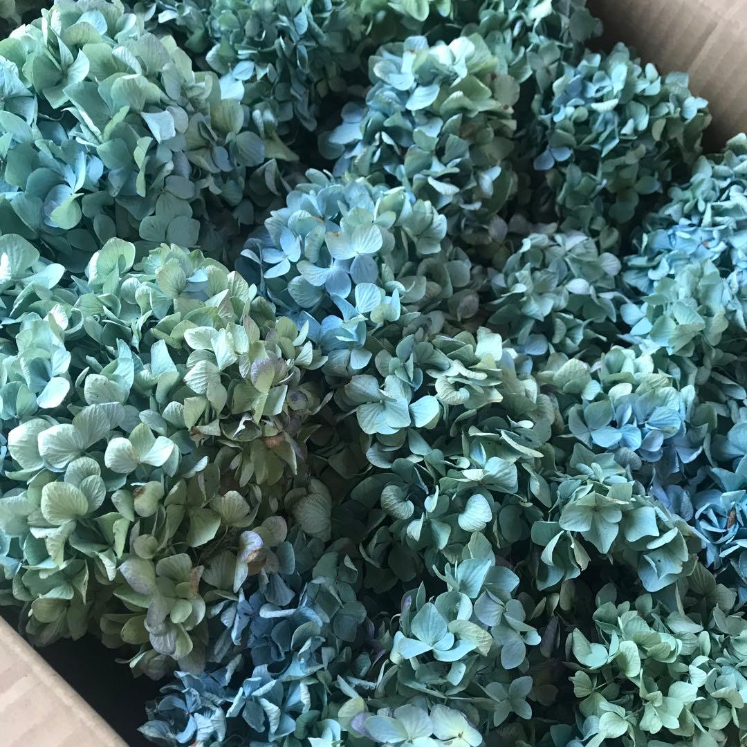 紫陽花ドライフラワー D10 120サイズ 北海道産 タイムセール