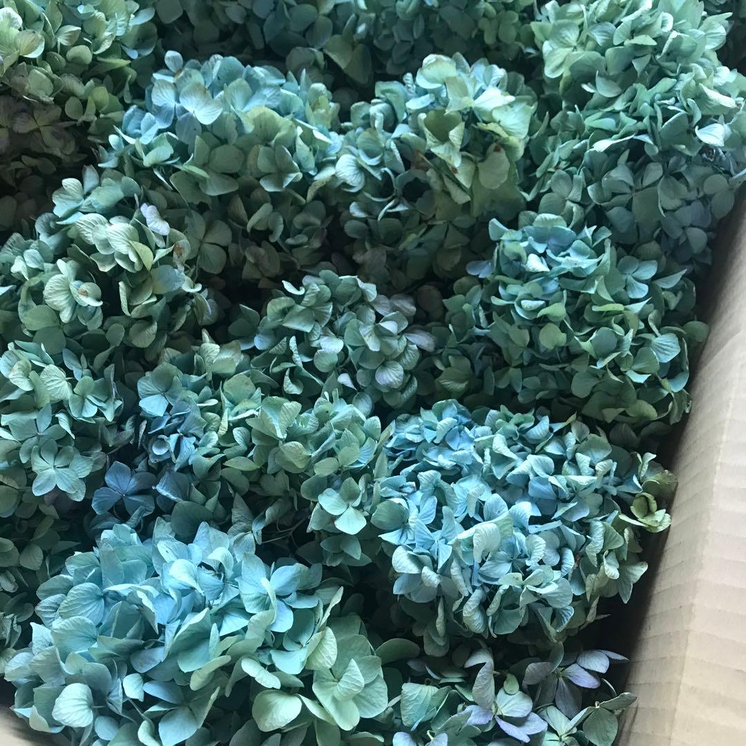 紫陽花ドライフラワー D10 120サイズ 北海道産 タイムセール