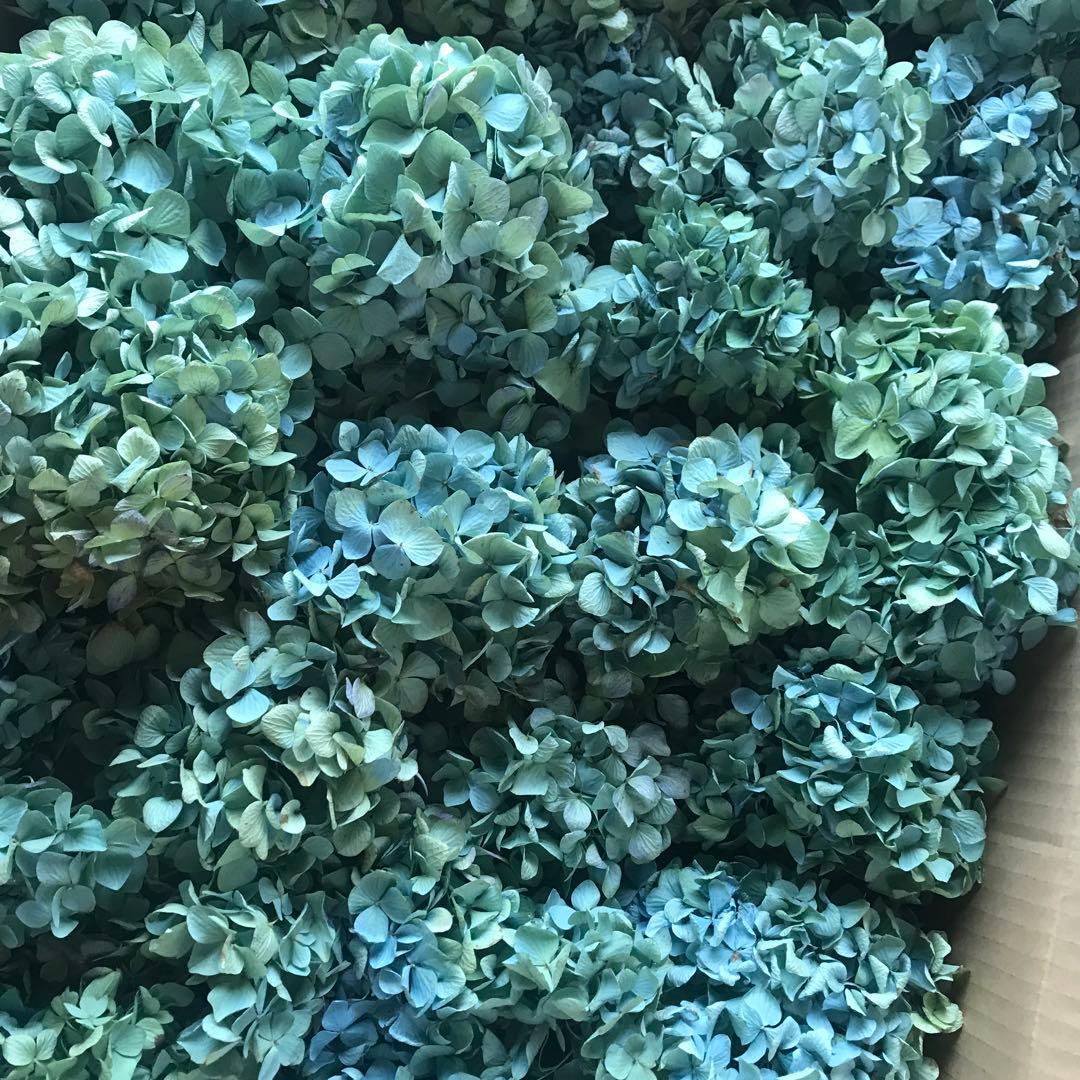 紫陽花ドライフラワー D10 120サイズ 北海道産 タイムセール