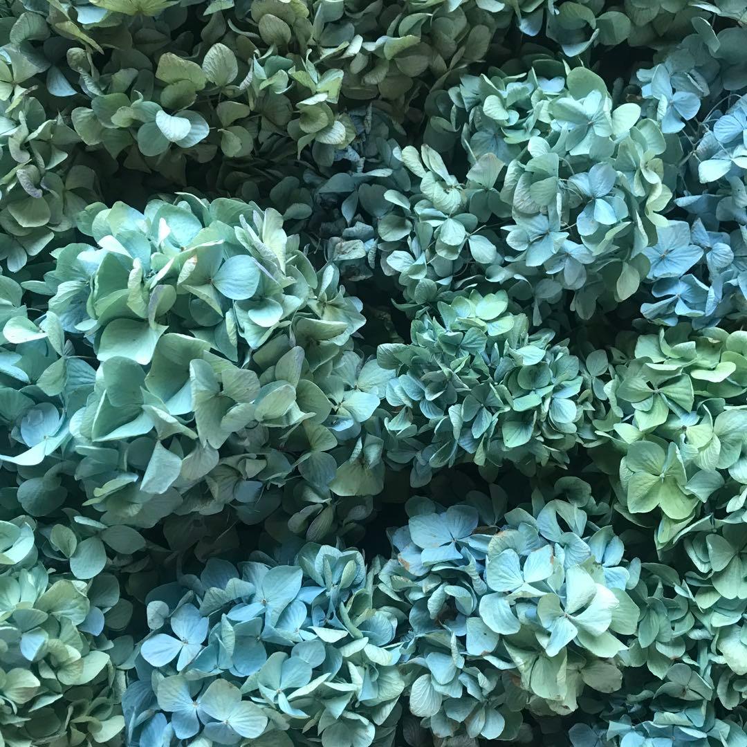 紫陽花ドライフラワー D10 120サイズ 北海道産 タイムセール