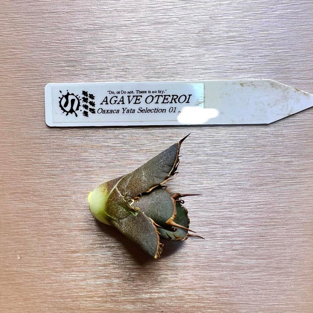 あ*ん様 オアハカ　オテロイ　子株