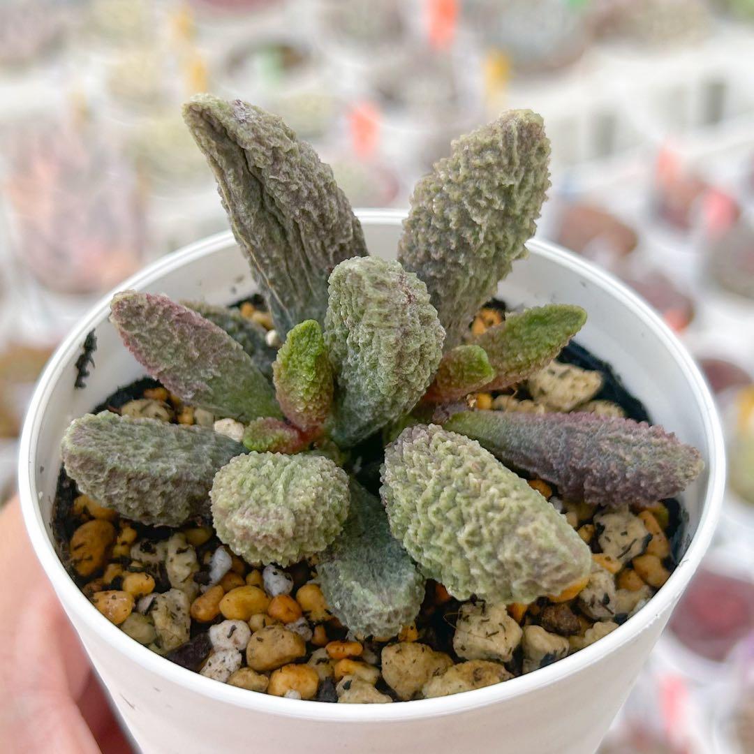 多肉植物　エケベリア　販売会　もんずページ