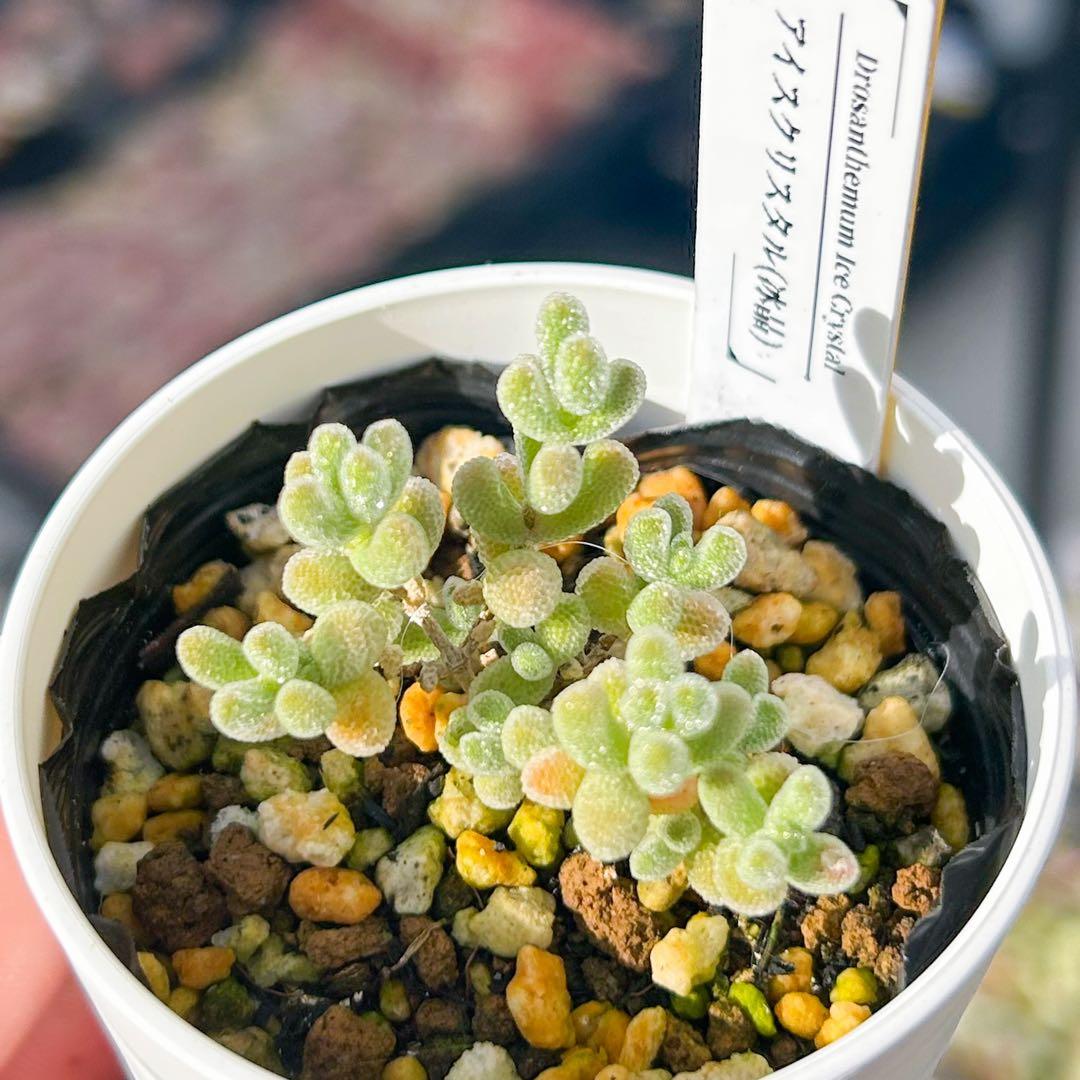 多肉植物　エケベリア　販売会　もんずページ