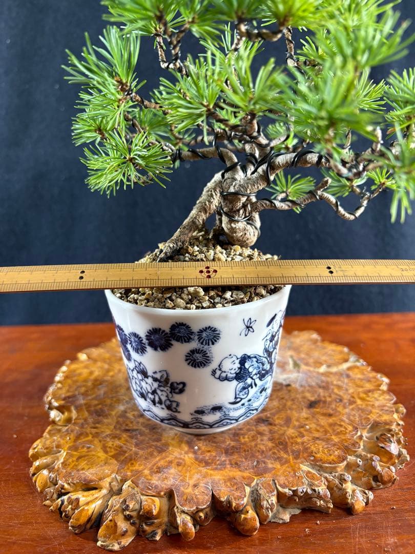 小品盆栽、赤石五葉松、根上がり、懸崖作り 目立った傷や汚れなし
