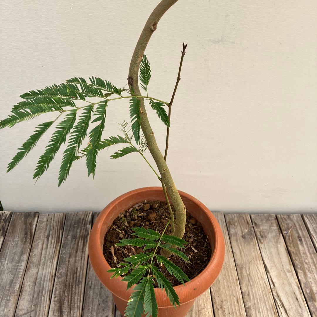 ネムの木　エバーフレッシュ　曲がり　鉢皿付き